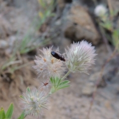 Alleculinae sp. (Subfamily) at Tennent, ACT - 4 Jan 2017 08:07 PM