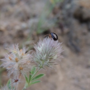 Alleculinae sp. (Subfamily) at Tennent, ACT - 4 Jan 2017 08:07 PM