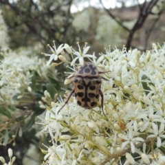 Neorrhina punctata (Spotted flower chafer) at Tennent, ACT - 4 Jan 2017 by michaelb