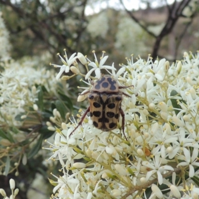 Neorrhina punctata (Spotted flower chafer) at Tennent, ACT - 4 Jan 2017 by michaelb