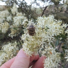 Neorrhina punctata at Tennent, ACT - 4 Jan 2017