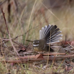 Rhipidura albiscapa at Googong, NSW - 1 Apr 2016