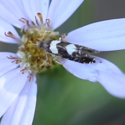 Glyphipterix chrysoplanetis (A Sedge Moth) at O'Connor, ACT - 18 Dec 2016 by ibaird