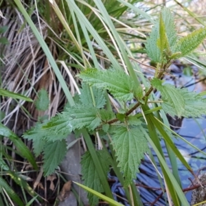 Urtica sp. at Booth, ACT - 23 Jun 2017 11:09 AM