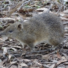 Isoodon obesulus obesulus (Southern Brown Bandicoot) at Paddys River, ACT - 15 Jun 2017 by roymcd