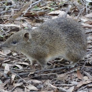 Isoodon obesulus obesulus at Paddys River, ACT - 15 Jun 2017