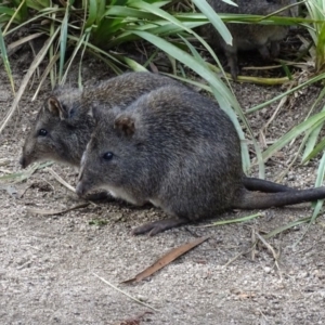 Potorous tridactylus at Paddys River, ACT - 15 Jun 2017