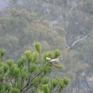 Manorina melanocephala at Red Hill, ACT - 16 Jun 2017 03:05 PM