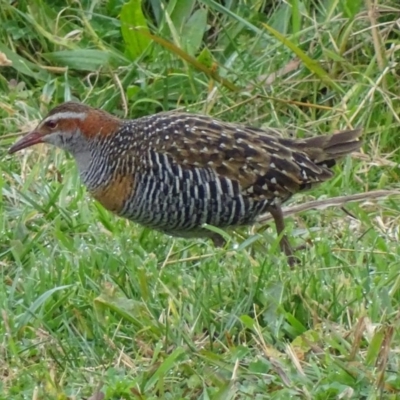 Gallirallus philippensis (Buff-banded Rail) at Watson Green Space - 17 Jun 2017 by roymcd