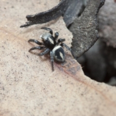 Salpesia sp. (genus) (Salpesia Jumping Spider) at Point 26 - 19 Mar 2017 by DaveW