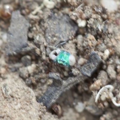 Chrysididae (family) (Cuckoo wasp or Emerald wasp) at Point 26 - 18 Mar 2017 by DaveW