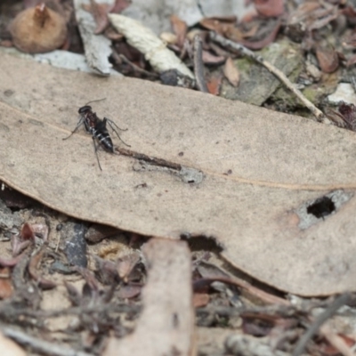 Pompilidae (family) (Unidentified Spider wasp) at Point 26 - 19 Mar 2017 by DaveW