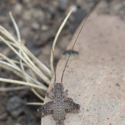 Eurepa marginipennis (Mottled bush cricket) at Acton, ACT - 18 Mar 2017 by DaveW