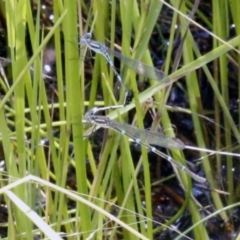 Austrolestes leda (Wandering Ringtail) at Bruce, ACT - 23 Dec 2016 by ibaird