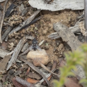 Tachinidae (family) at Acton, ACT - 19 Mar 2017 10:27 AM