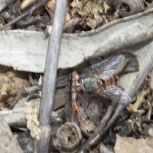 Tachinidae (family) at Acton, ACT - 19 Mar 2017 10:27 AM