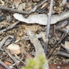 Tachinidae (family) at Acton, ACT - 19 Mar 2017 10:27 AM