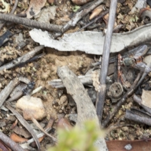 Tachinidae (family) at Acton, ACT - 19 Mar 2017 10:27 AM