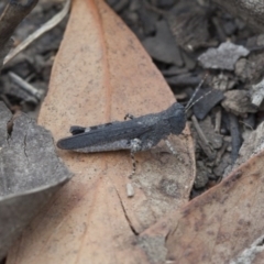 Pycnostictus sp. (genus) (A bandwing grasshopper) at Point 26 - 18 Mar 2017 by DaveW