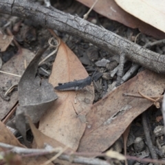 Pycnostictus sp. (genus) at Point 26 - 19 Mar 2017