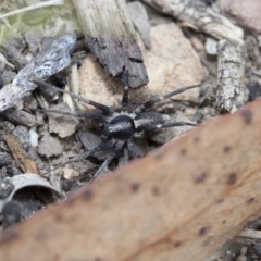 Zoridae (family) (Unidentified Wandering ghost spider) at Point 26 - 18 Mar 2017 by DaveW