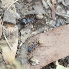 Camponotus suffusus (Golden-tailed sugar ant) at Acton, ACT - 19 Mar 2017 by DaveW