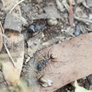 Camponotus suffusus at Acton, ACT - 19 Mar 2017 09:42 AM