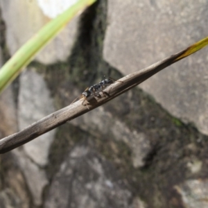 Myrmecia sp., pilosula-group at Acton, ACT - 26 Mar 2017