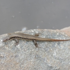 Eulamprus heatwolei (Yellow-bellied Water Skink) at Point Hut to Tharwa - 7 Jan 2017 by MichaelBedingfield