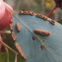 Unidentified at Paddys River, ACT - 7 Jan 2017 by michaelb