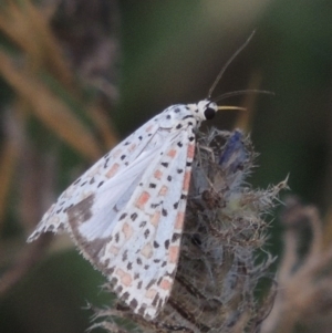 Utetheisa pulchelloides at Tharwa, ACT - 7 Jan 2017