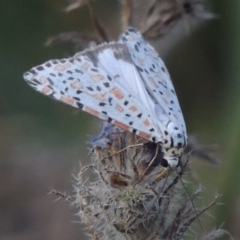 Utetheisa pulchelloides at Tharwa, ACT - 7 Jan 2017