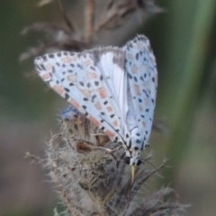 Utetheisa pulchelloides at Tharwa, ACT - 7 Jan 2017