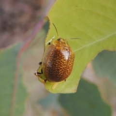 Paropsisterna cloelia (Eucalyptus variegated beetle) at Tharwa, ACT - 7 Jan 2017 by michaelb