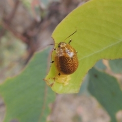 Paropsisterna cloelia at Tharwa, ACT - 7 Jan 2017