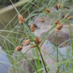 Bolboschoenus medianus (A Sedge) at Tharwa, ACT - 7 Jan 2017 by michaelb