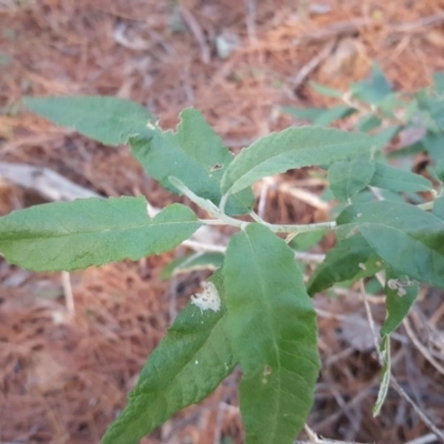 Olearia lirata (Snowy Daisybush) at Isaacs, ACT - 24 Jun 2017 by Mike