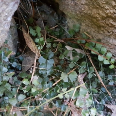 Asplenium flabellifolium (Necklace Fern) at Isaacs Ridge - 24 Jun 2017 by Mike