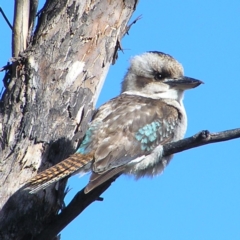 Dacelo novaeguineae (Laughing Kookaburra) at Urambi Hills - 24 Jun 2017 by MatthewFrawley