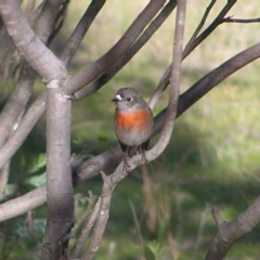 Petroica boodang (Scarlet Robin) at Urambi Hills - 24 Jun 2017 by MatthewFrawley