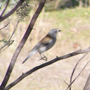 Colluricincla harmonica at Urambi Hills - 24 Jun 2017 11:08 AM