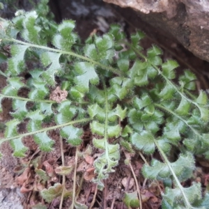 Pleurosorus rutifolius at Isaacs Ridge - 24 Jun 2017