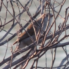 Colluricincla harmonica (Grey Shrikethrush) at Tennent, ACT - 6 Aug 2014 by MichaelBedingfield