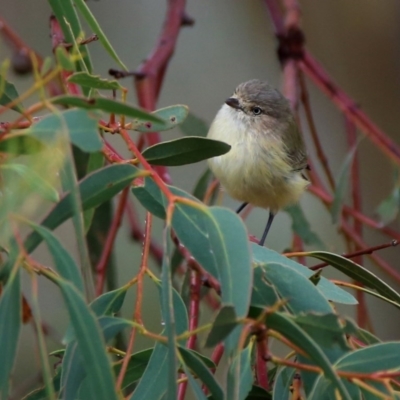 Smicrornis brevirostris (Weebill) at Googong, NSW - 1 Apr 2016 by Wandiyali