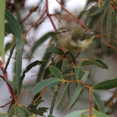 Smicrornis brevirostris at Googong, NSW - 1 Apr 2016