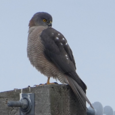 Tachyspiza fasciata (Brown Goshawk) at Googong, NSW - 16 Jun 2017 by Wandiyali