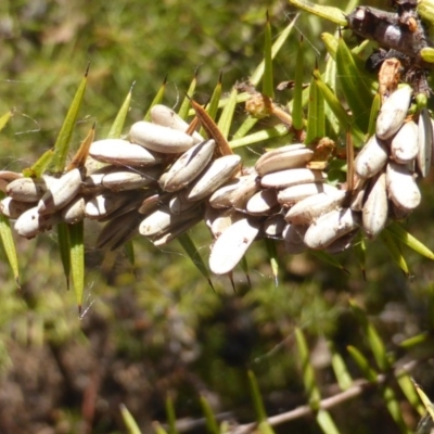 Unidentified at O'Malley, ACT - 7 Jun 2017 by Mike