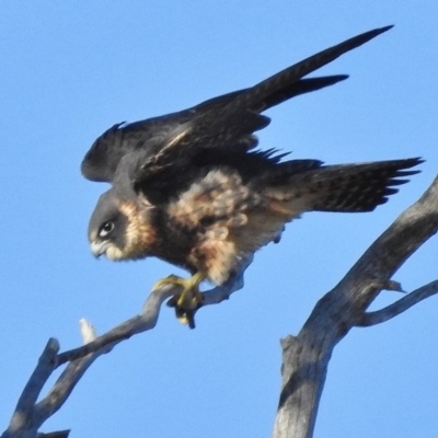 Falco longipennis (Australian Hobby) at Wanniassa Hill - 24 Jun 2017 by JohnBundock