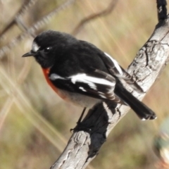 Petroica boodang (Scarlet Robin) at Wanniassa Hill - 25 Jun 2017 by JohnBundock