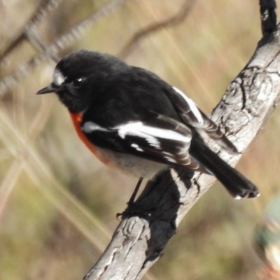 Petroica boodang (Scarlet Robin) at Wanniassa Hill - 25 Jun 2017 by JohnBundock